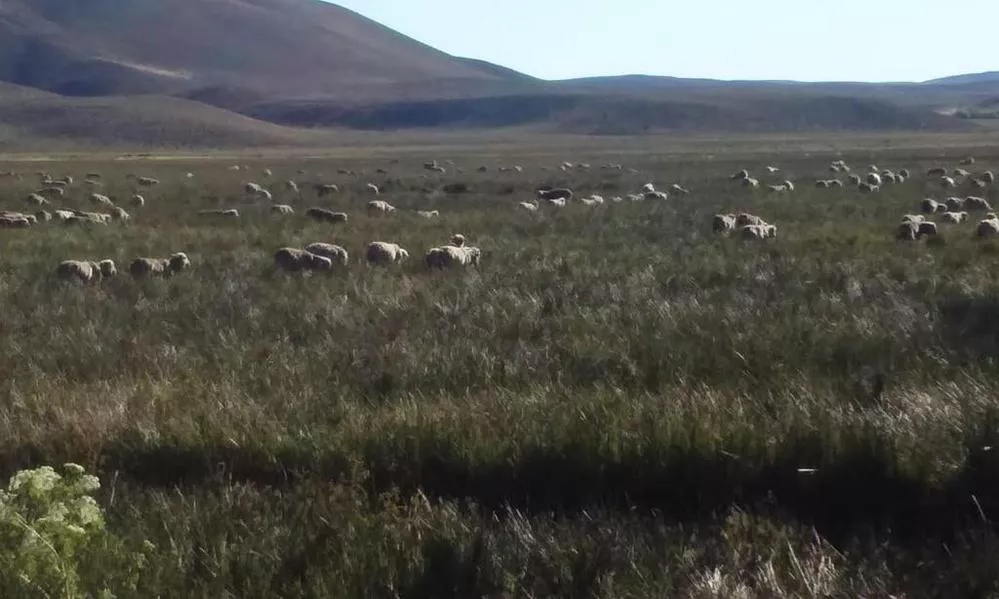 ECOOBJETIVO FOTO PATAGONIA DESERTIFICACION 1