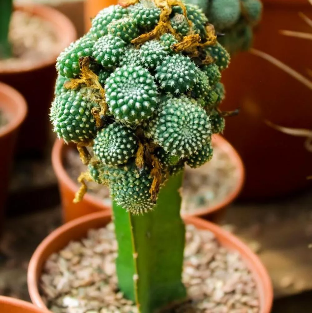 ECOOBJETIVO FOTO CÓRDOBA CACTARIO 3