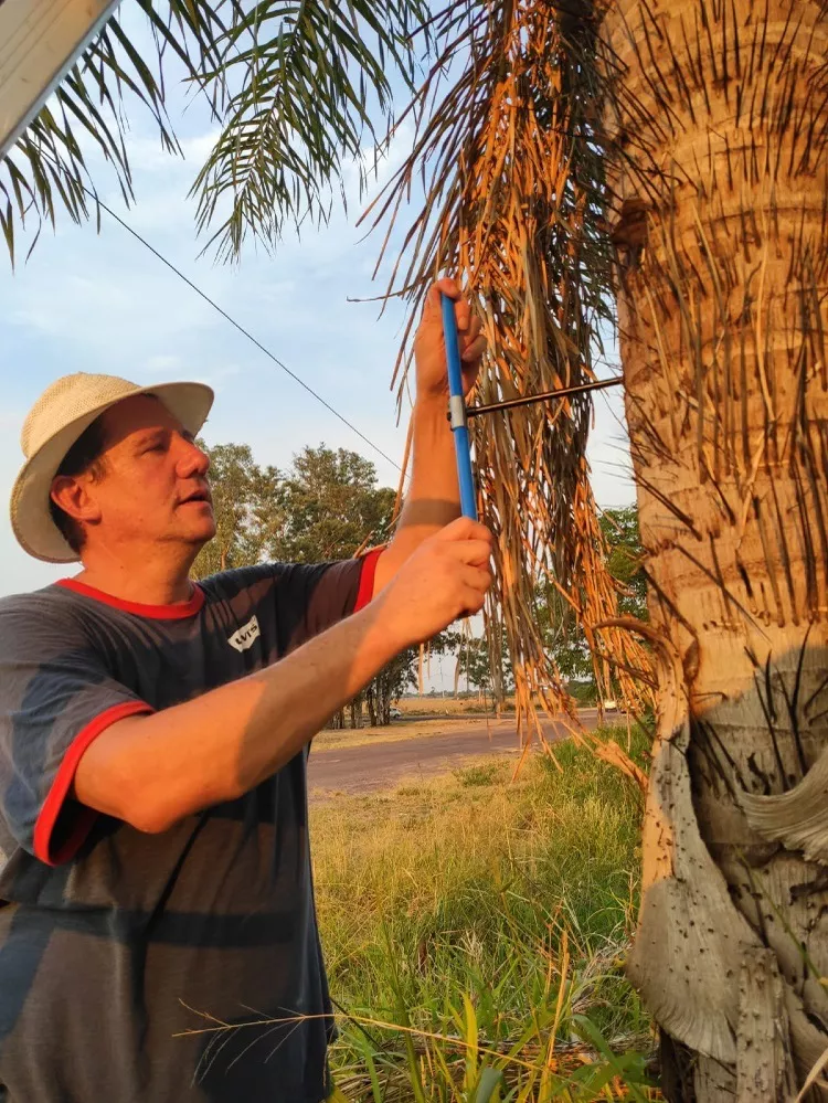 ECOOBJETIVO FOTO biocombustibles - acrocomia1