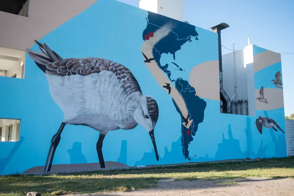 ECOOBJETIVO FOTO AVES ARGENTINAS ANSENUZA RDM_8784