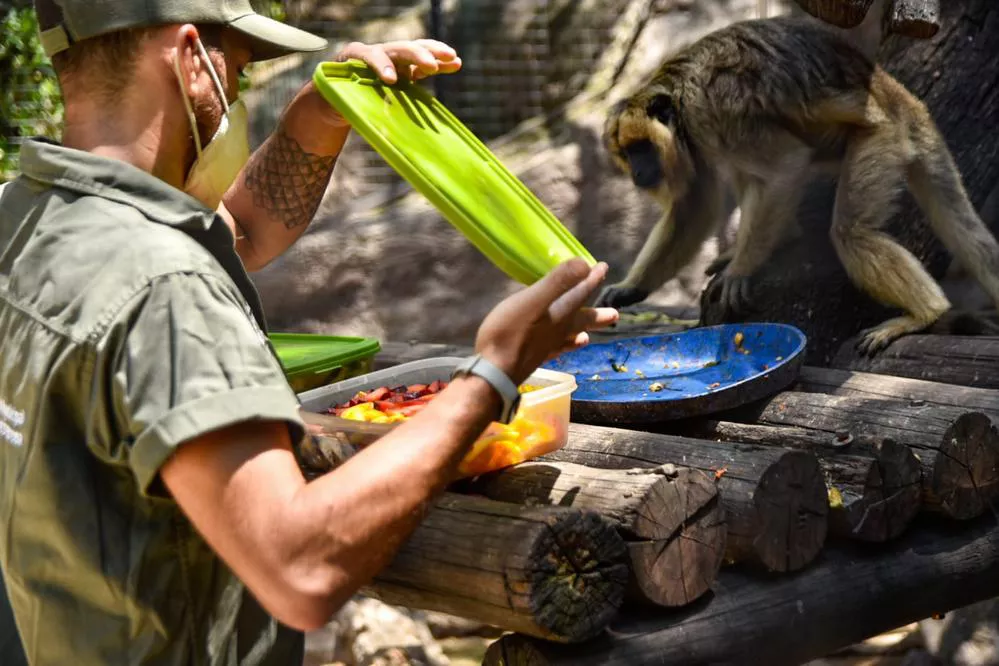 ECOOBJETIVO FOTO MONOS CARAYA 2