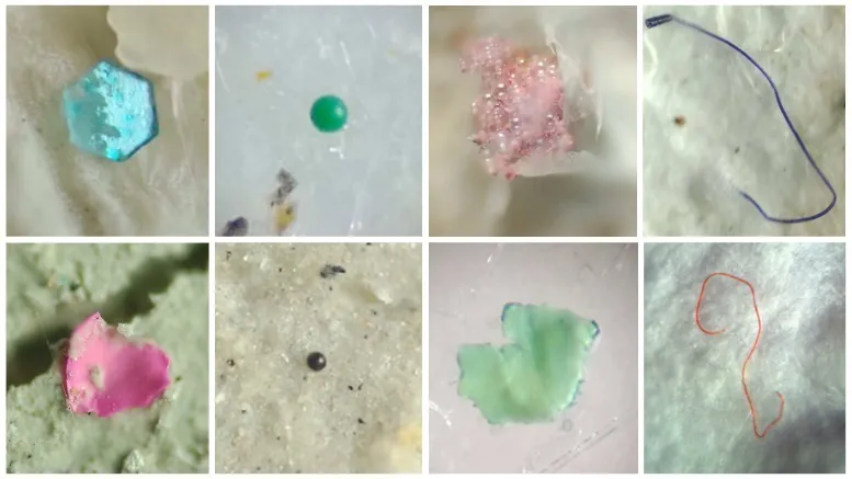 ECOOBJETIVO FOTO MICROPLASTICOS FAUBA microplásticos - destacada