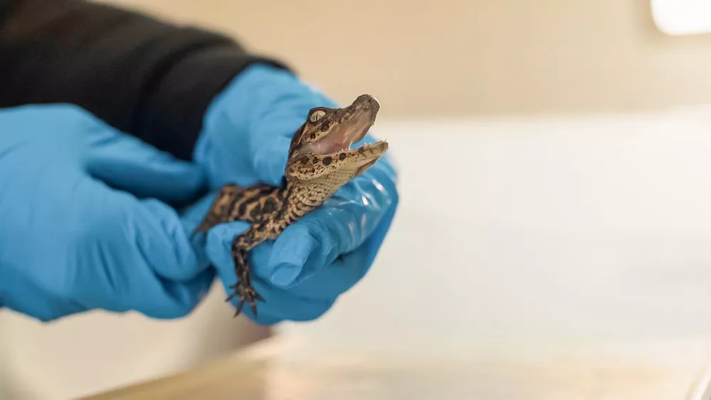 ECOOBJETIVO FOTO YACARE OVERO 1