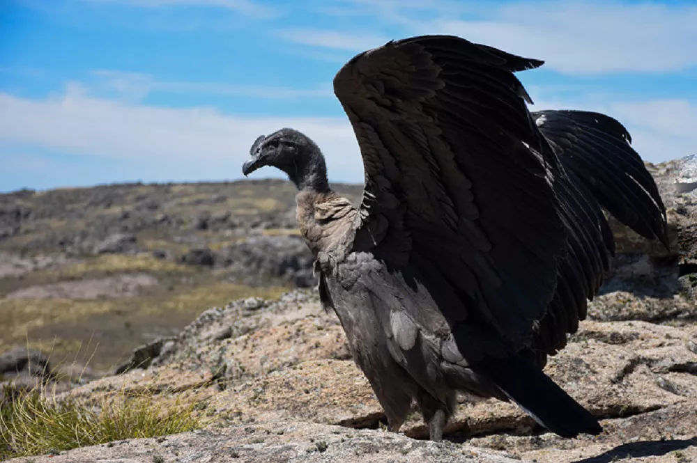 cóndor andino liberacion 2