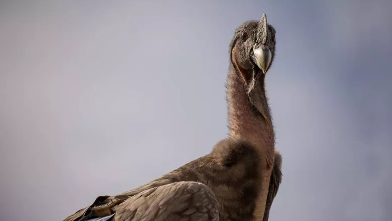 siete crías de cóndores