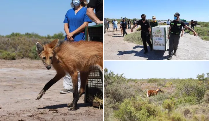 Policía Ambiental una aguará guazú 3