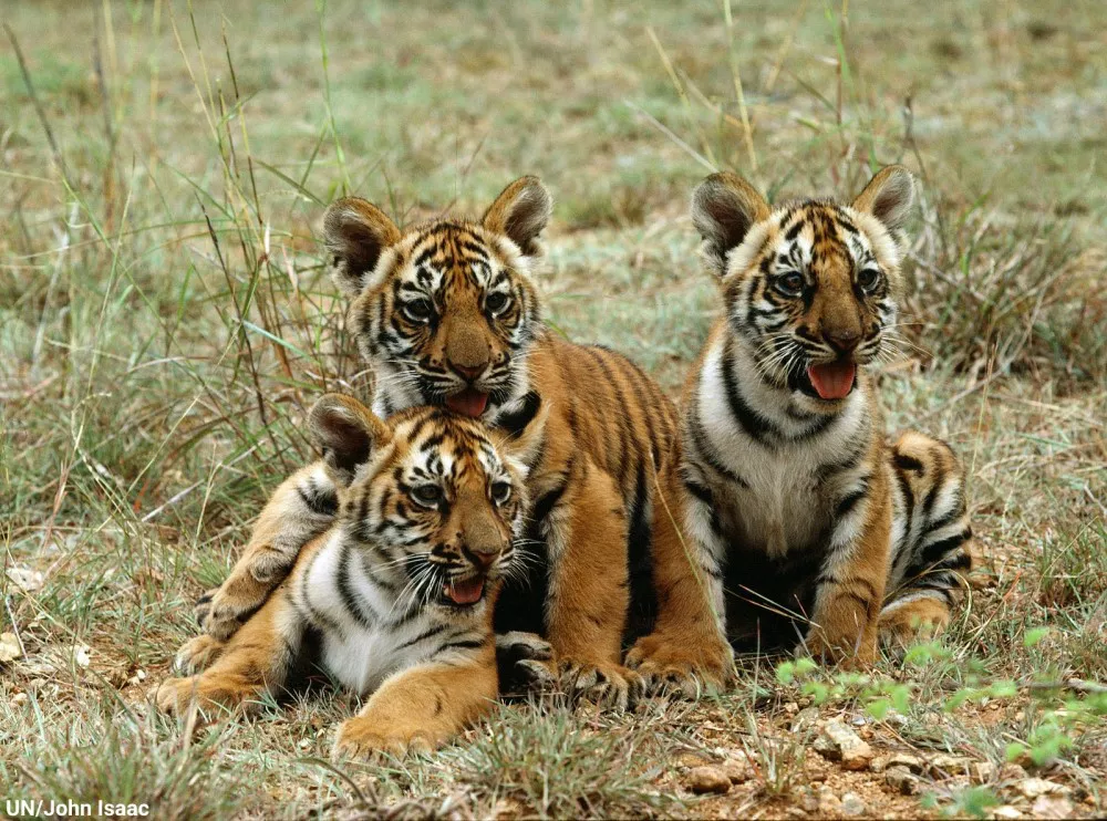 tigre