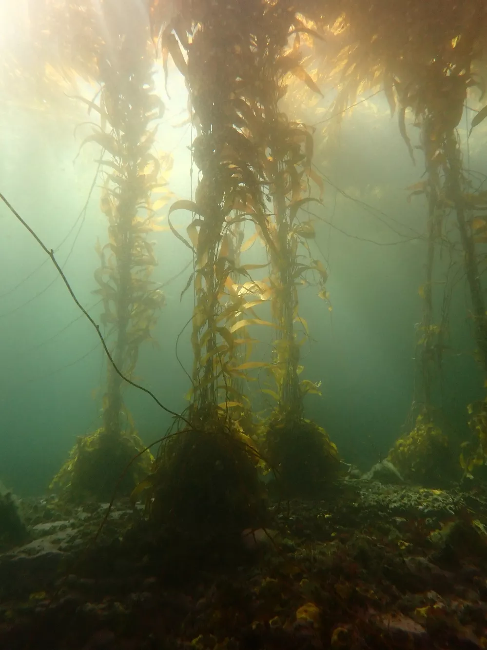 ECOOBJETIVO FOTO USHUAIA FAUBA - bosque (cred Mariano Rodríguez)