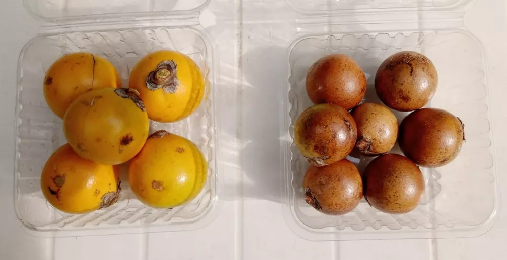 ECOOBJETIVO FOTO biocombustibles - frutos acrocomia