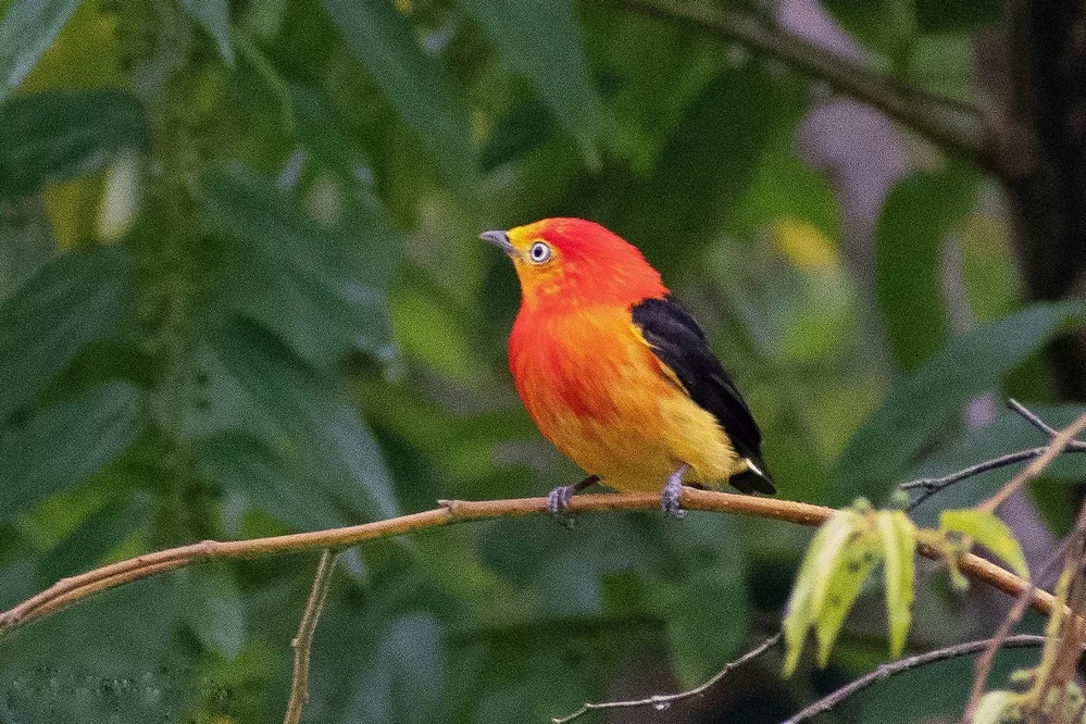 ECOOBJETIVO FOT YERBA MATE Bailarín naranja - Damián Lozano