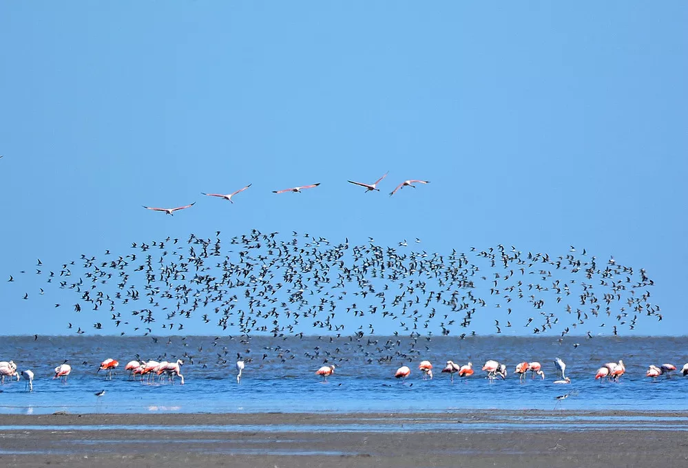 ECOOBJETIVO FOTO AVES ARGENTINAS ANSENUZA Flamencos y playeras. PH Pablo Rodas