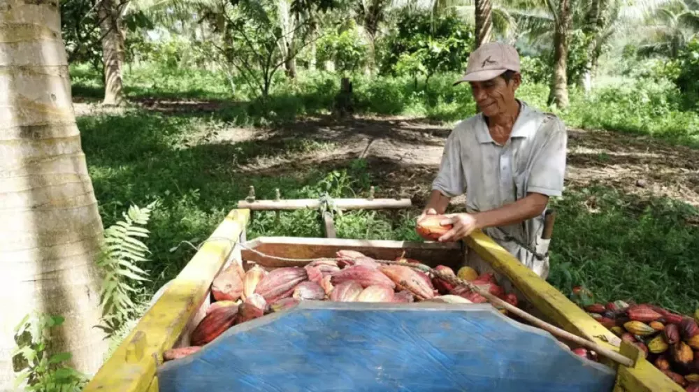 cacao