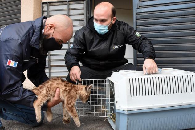 Rescate de cacchorro de Puma