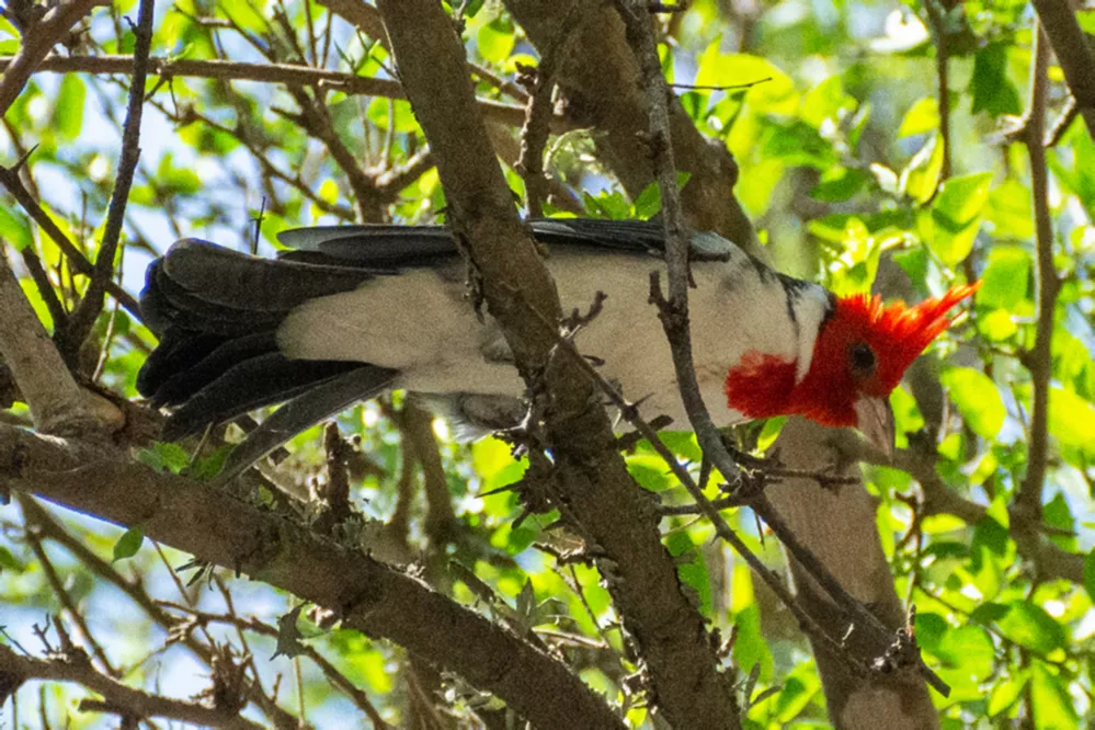ECOOBJETIVO FOTO DIA MUNDIAL AVES 1