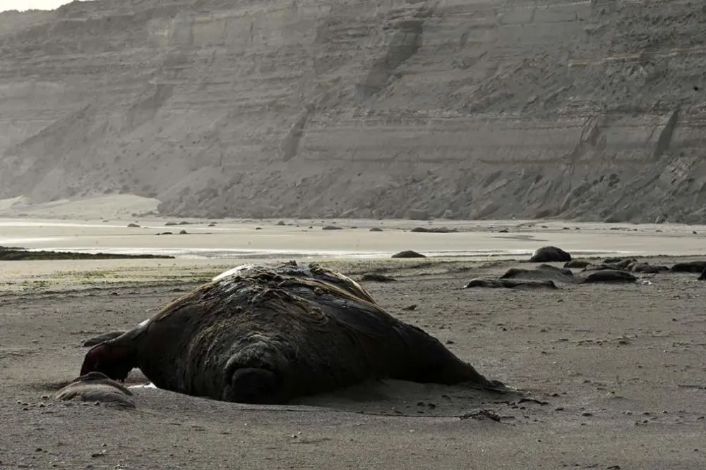 lobos.marinos-muertos-2