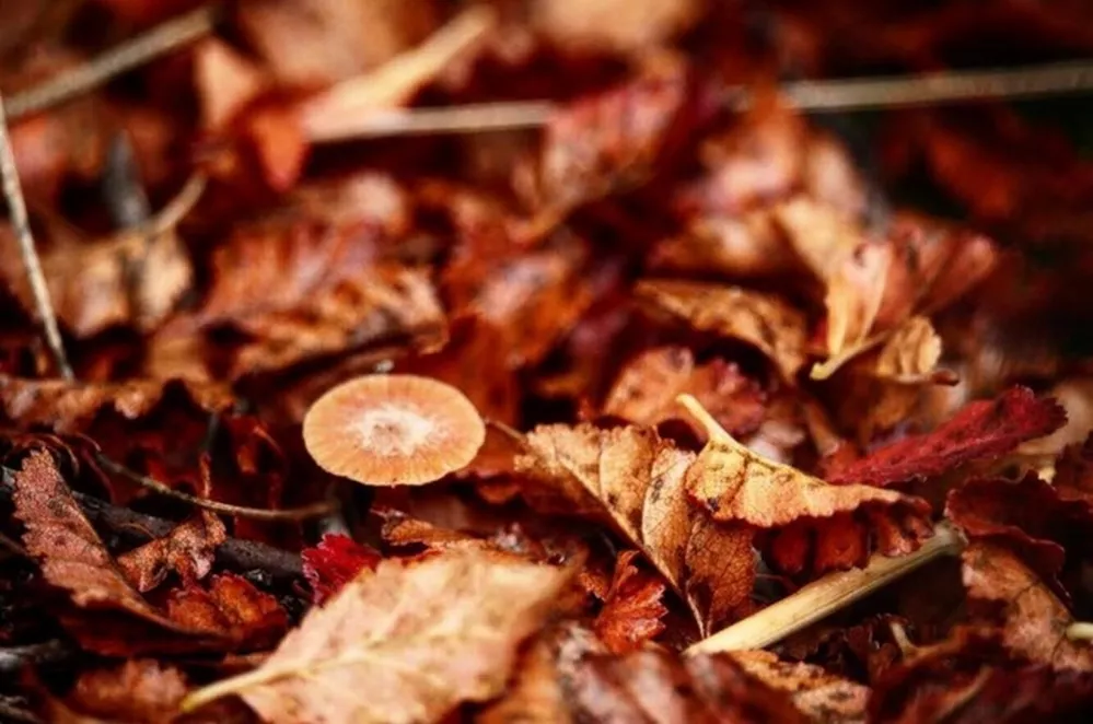 ECOOBJETIVO FOTO Polen - broza de ñire - créd Luis Pérez