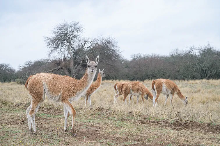 GUANACOS