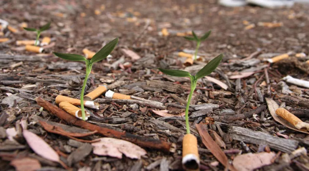 Colillas-de-cigarrillos-que-son-semillas-2