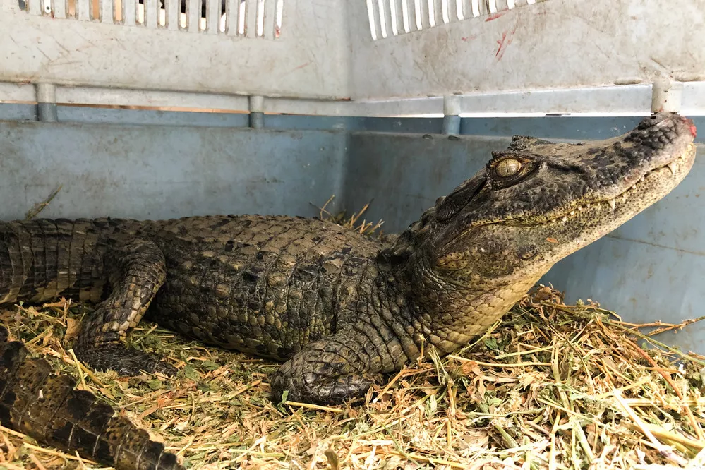 ECOOBJETIVO FOTO YACARE OVERO