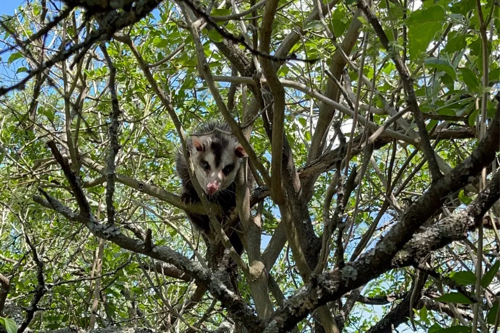 ECOOBJETIVO FOTO COMADREJA LIBERADA