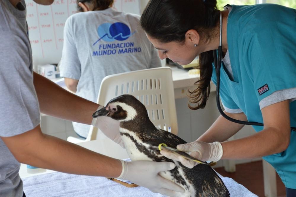 ECOOBJETIVO FOTO RESCATE DE FAUNA 2