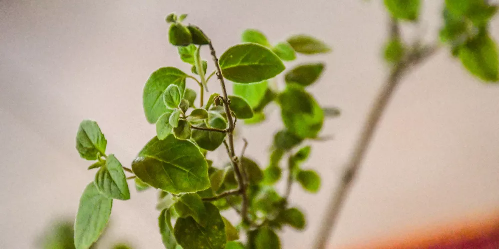 ECOOBJETIVO FOTO PEPERINA