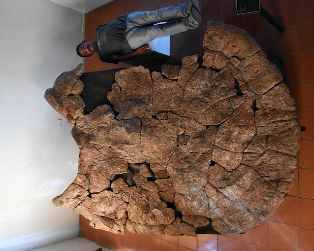 tortuga Gitante prehistorica 2