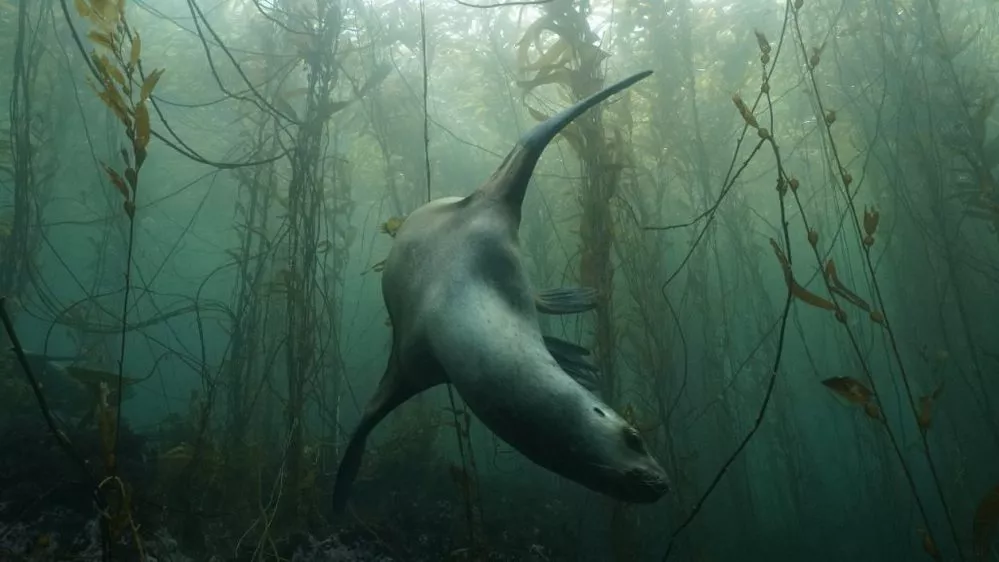 ECOOBJETIVO FOTO USHUAIA FAUBA - lobo+algas (cred Mariano Rodríguez)