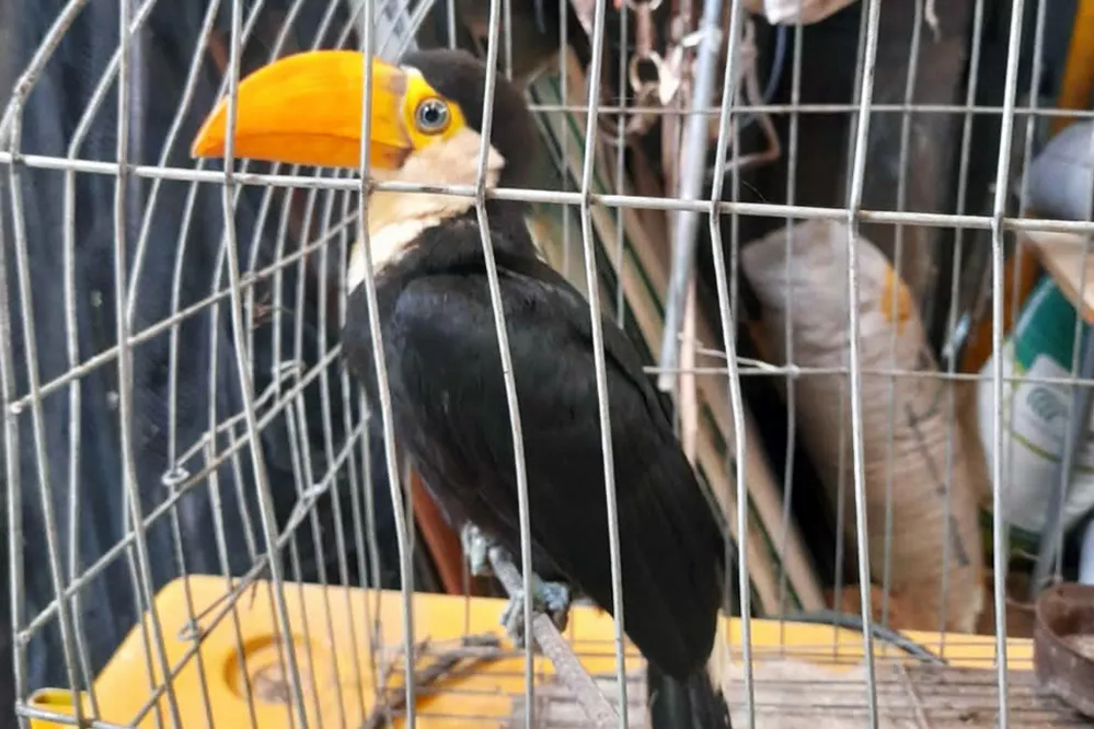 ECOOBJETIVO FOTO POLICIA AMBIENTAL TUCAN