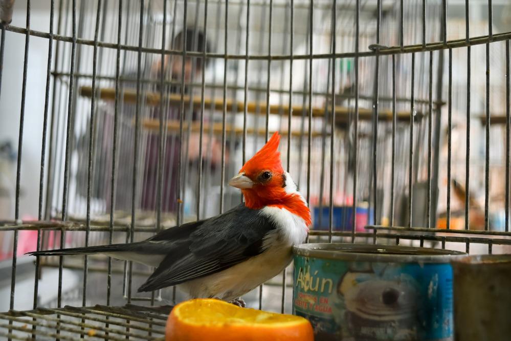 ECOOBJETIVO FOTO BIODIVERSIDAD CBA 2