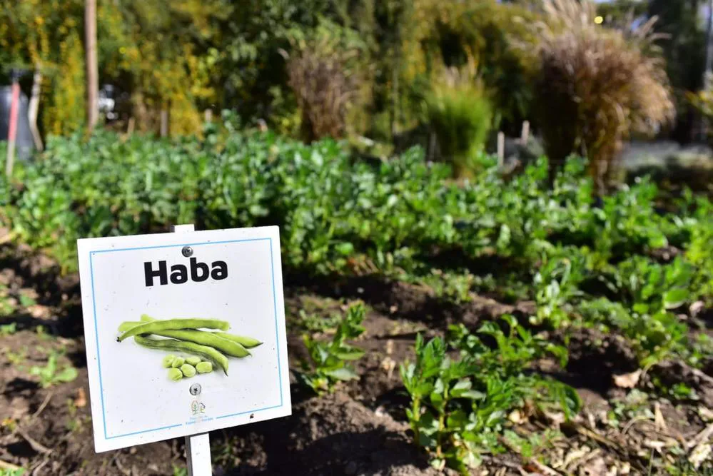 ECOOBJETIVO FOTO HUERTA URBANA 2