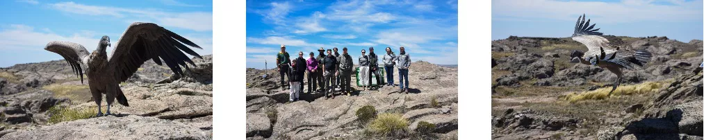 cóndor andino liberacion 5