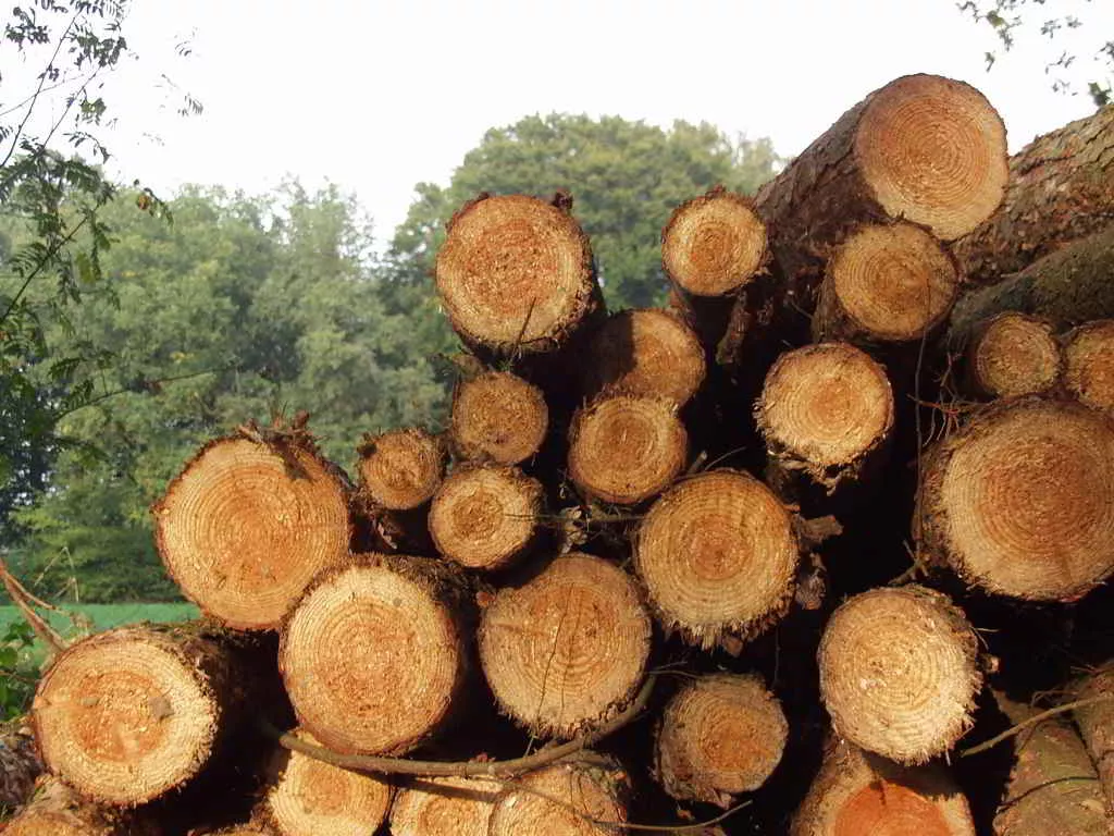 deforestacion