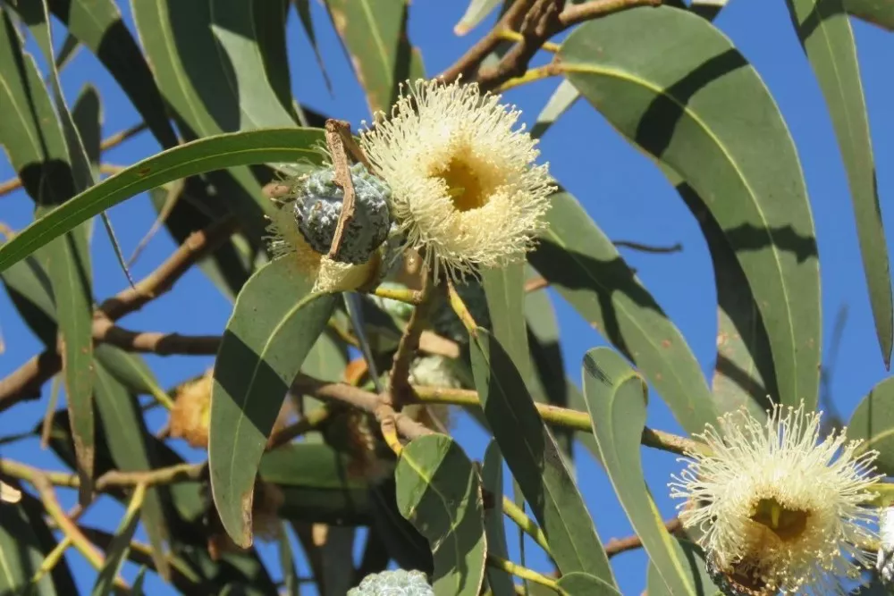 eucaliptus