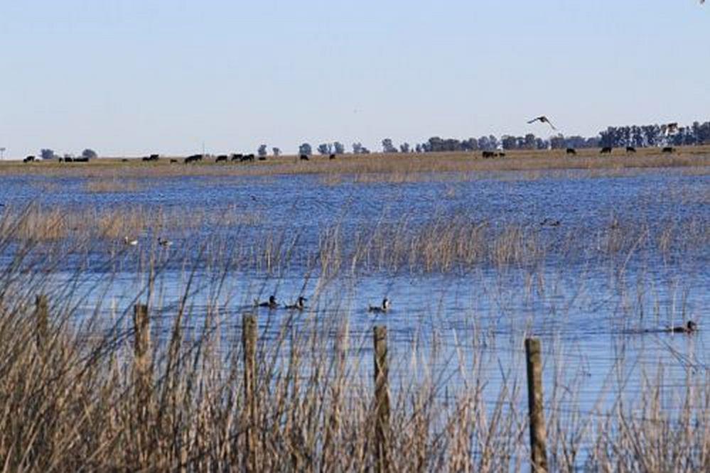 ECOOBJETIVO FOTO PATOS ARMANDO RENELLA
