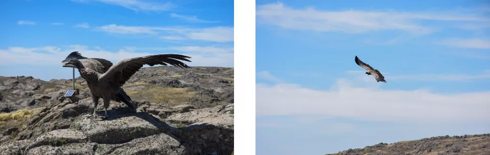 cóndor andino liberacion 4