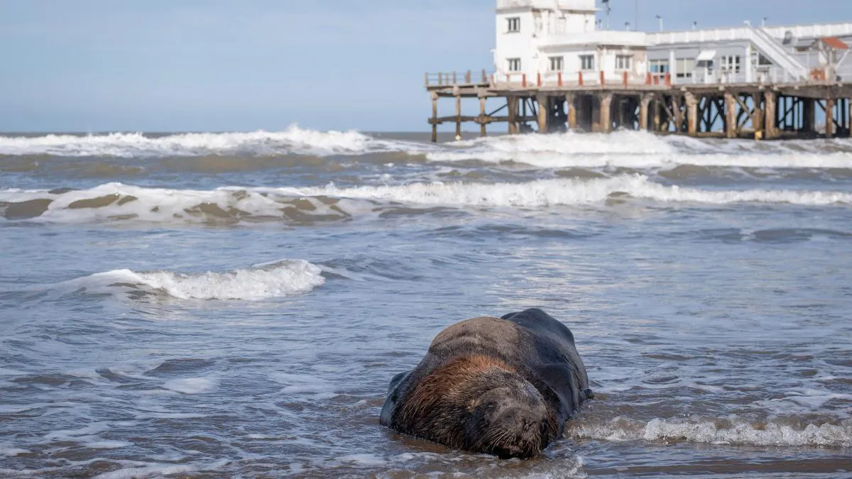 elefantes-marino-gripe-aviar