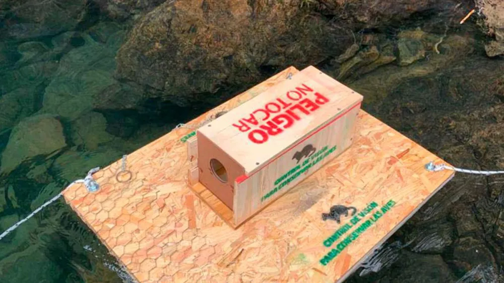 Plan-de-control-del-vison-americano-en-la-cuenca-del-Parque-Nacional-Lago-Puelo