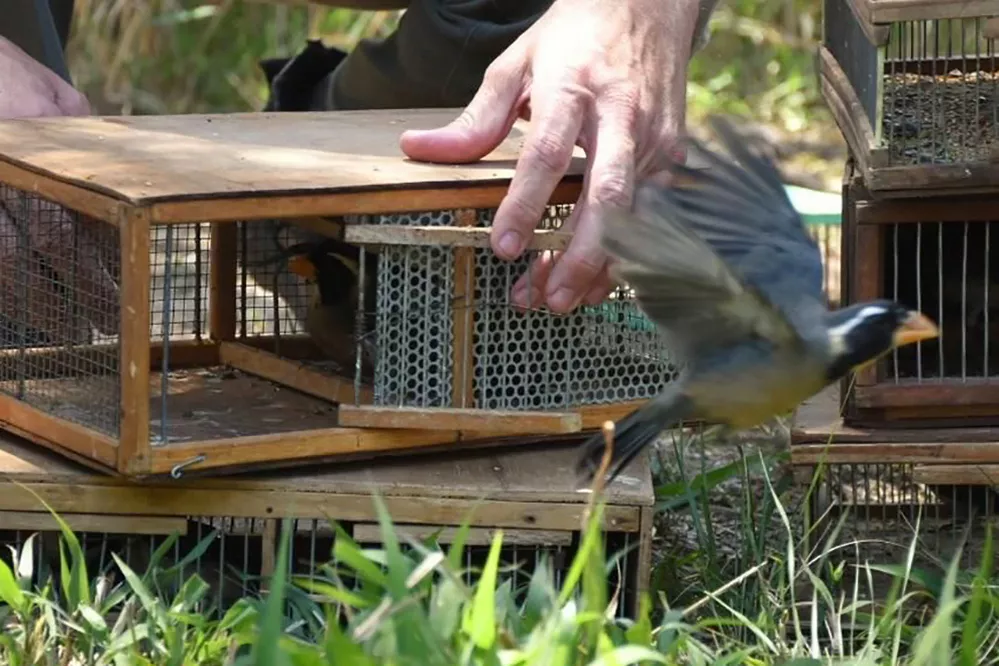 ECOOBJETIVO FOTO LIBERACION AVES LA PARA