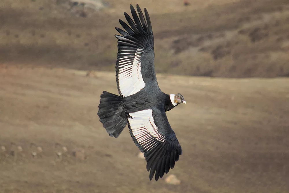 ECOOBJETIVO FOTO DIA MUNDIAL AVES 3