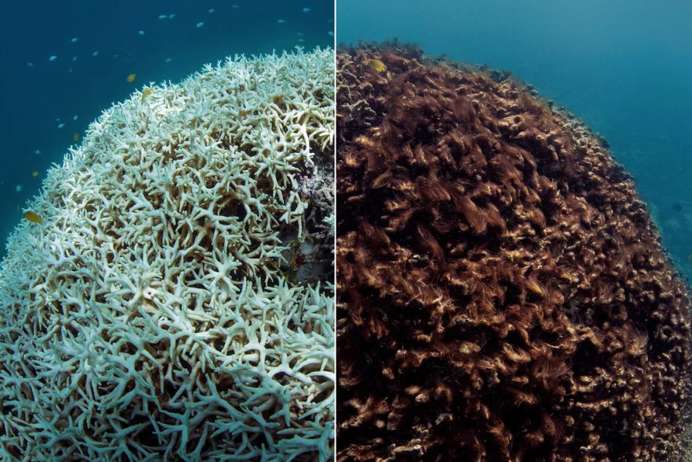 Arrecifes-Coral-Extinción