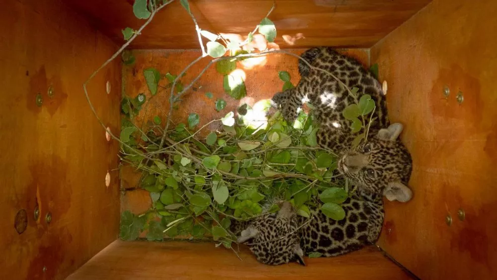 yaguareté-cachorros-traslado