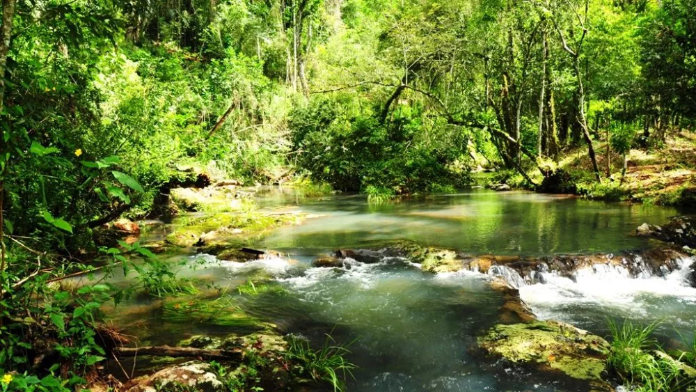 selva-misionera