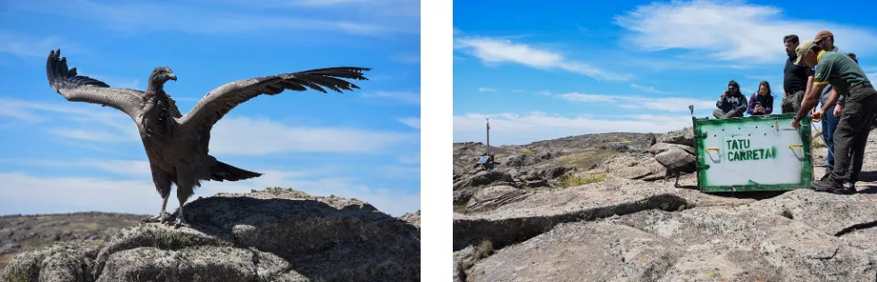 cóndor andino liberacion 3