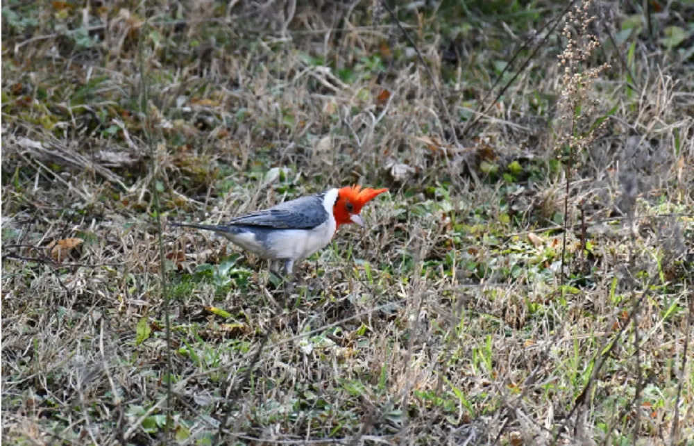 Liberacion de aves cardenal
