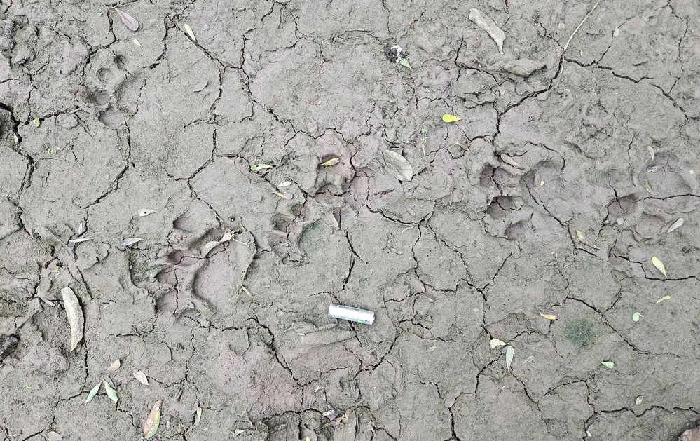 HuellasECOOBJETIVO FOTO YAGUARETE Nala y cachorro 06 2025  ©Leandro Lencina - Rewilding Argentina 