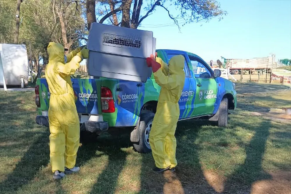 ECOOBJETIVO FOTO ACHIRAS CONDOR Condor-andino-rescatado-en-Achiras-3