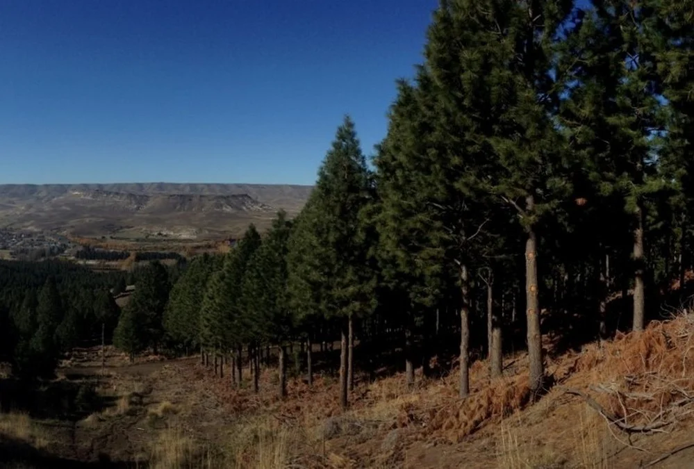 ECOOBJETIVO FOTO PINOS FAUBA 3polen-plantaciones_luis