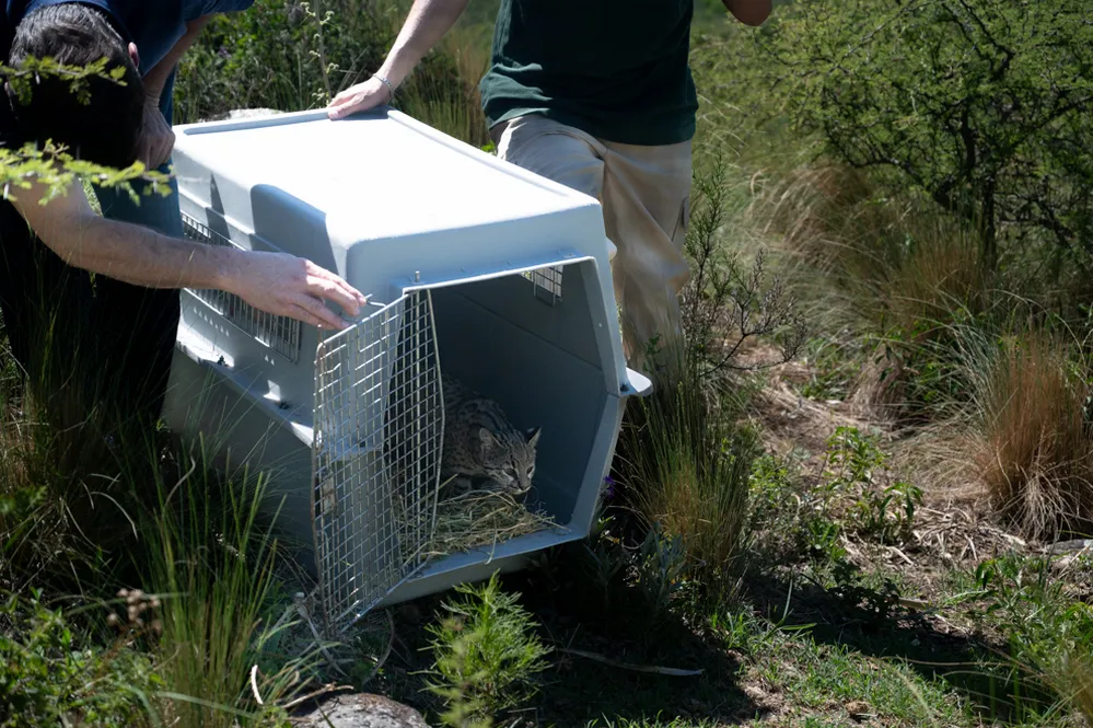 ECOOBJETIVO FOTO COLANCHANGA LIBERACION ANIMALES RESCATADOS 2 Colanchanga-mas-ejemplares-silvestres-que-regresan-a-la-la-naturaleza-3