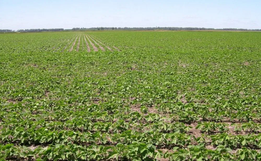 ECOOBJETIVO FOTO BIODIVERSIDAD BUENOS AIRES SLT FAUBA anuros-agricultura en el W BsAs
